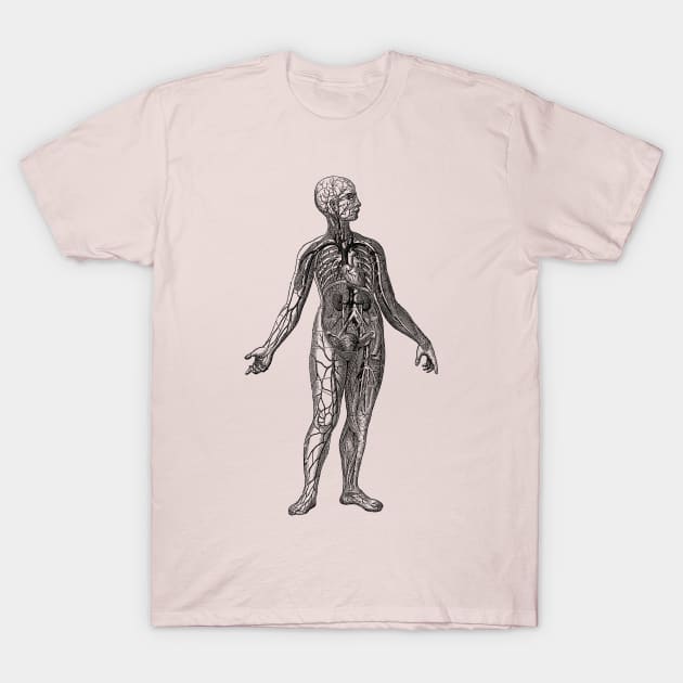 Human Vascular System Diagram T-Shirt by Vintage Anatomy Prints